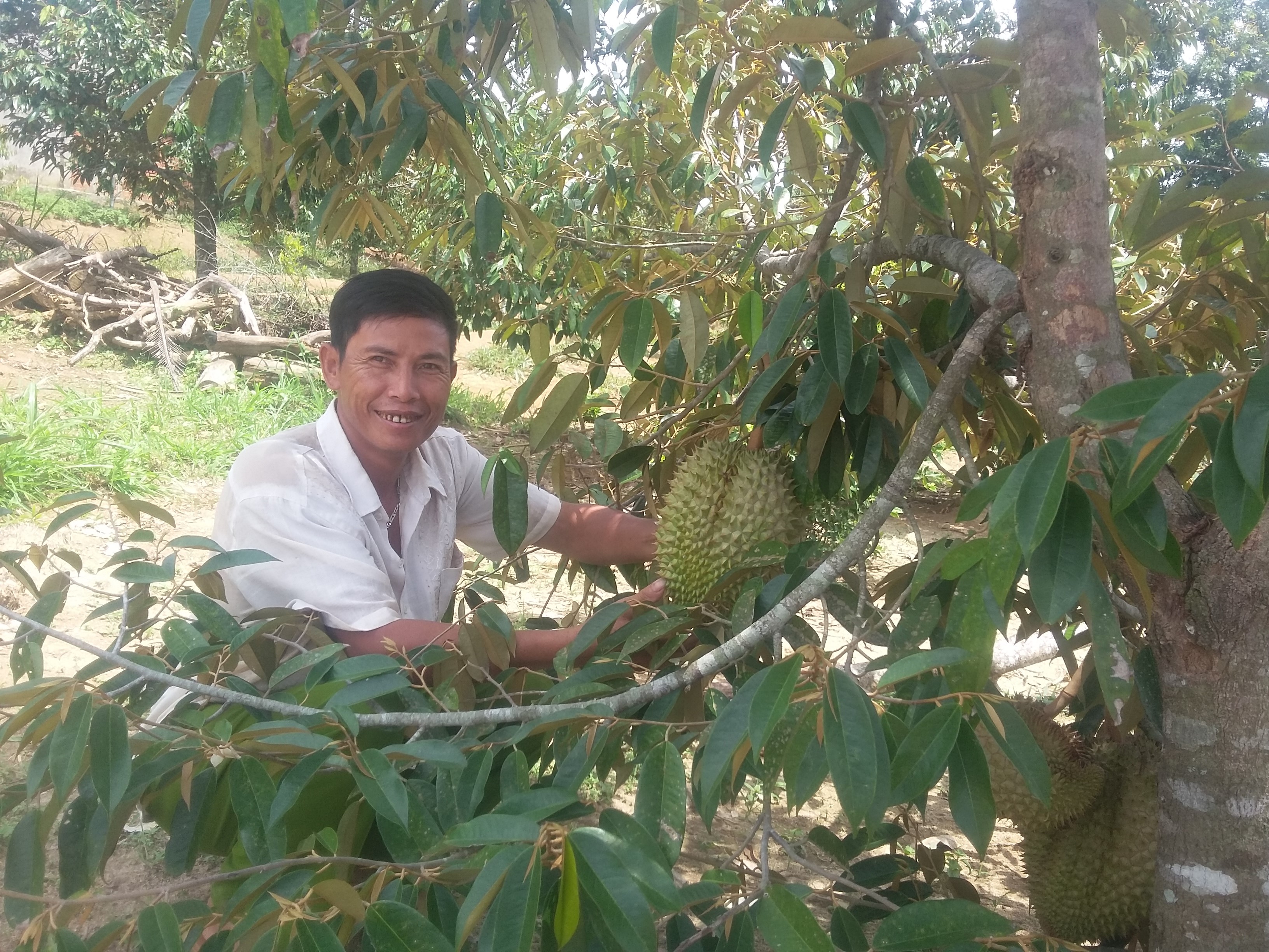 Một nông dân xây dựng thành công mô hình cà phê xen canh cây sầu riêng cho hiệu quả kinh tế cao.